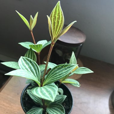 Parallel Peperomia