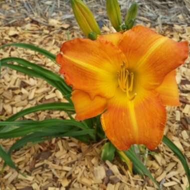 Hemerocallis