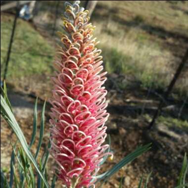 Grevillea 'Pink Flamingo'