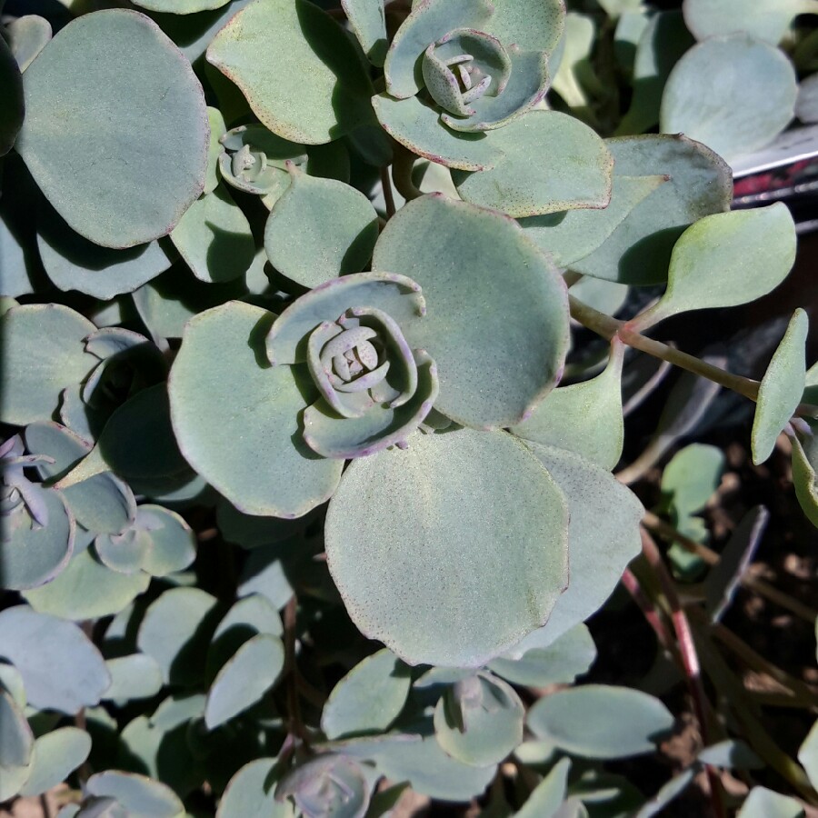 Plant image Sedum 'Rose Carpet'