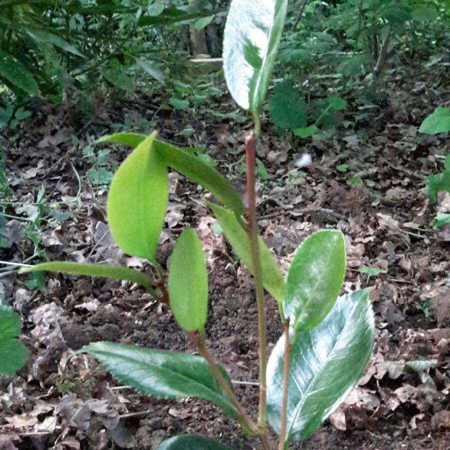 Plant image Camellia japonica 'Greensboro Red'