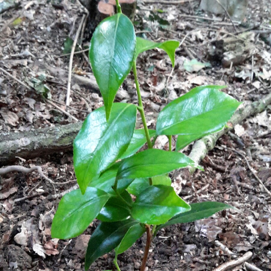 Plant image Camellia japonica 'Debutante'