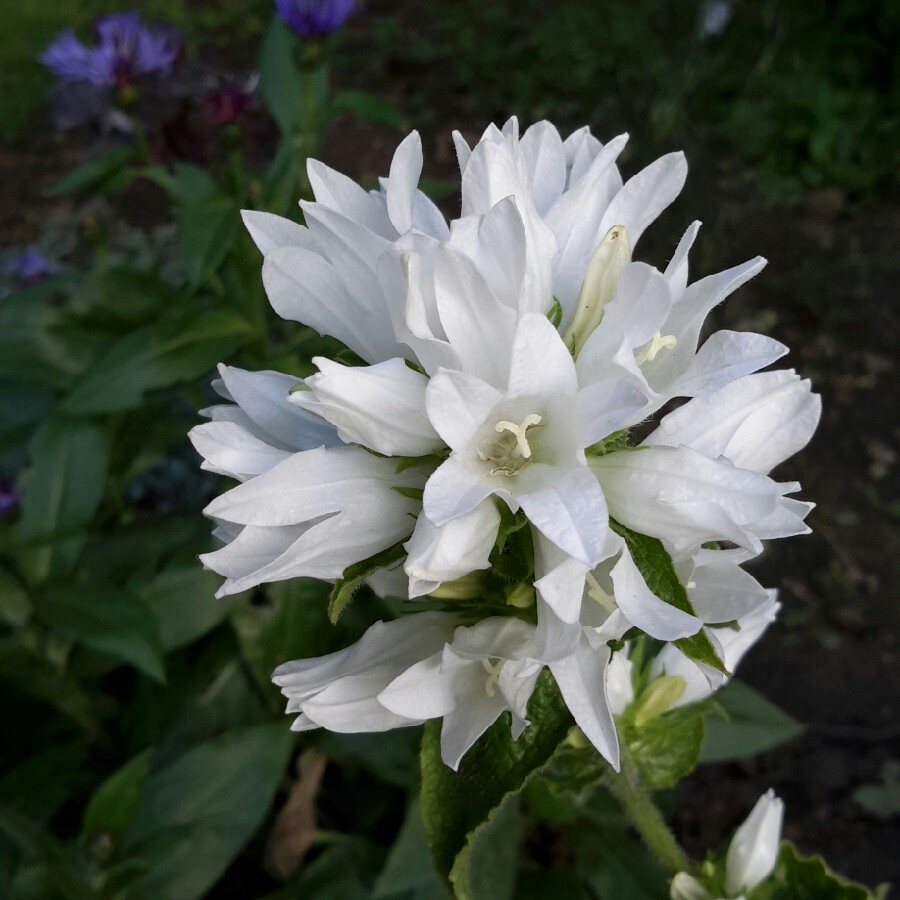 Plant image Campanula glomerata 'Alba'