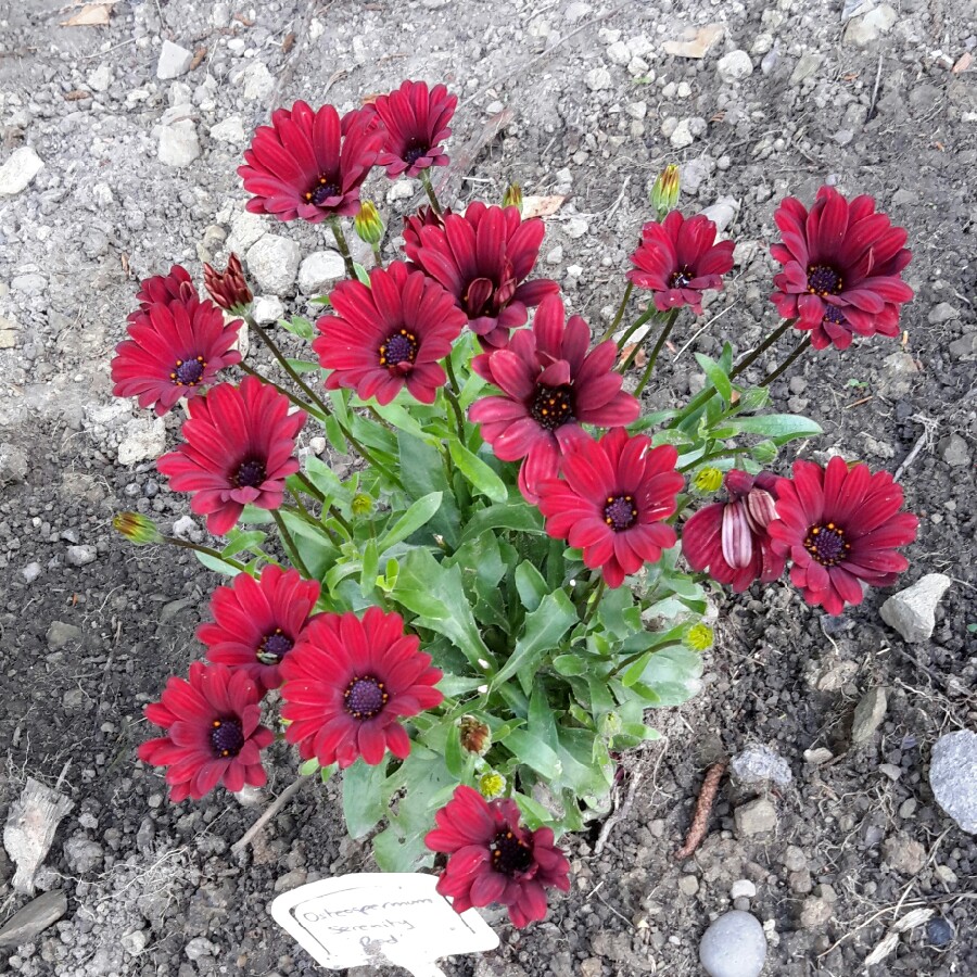 Plant image Osteospermum 'Serenity Red'