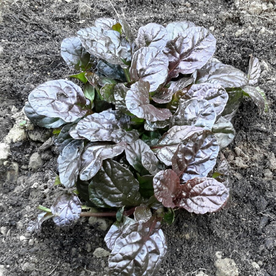 Plant image Ajuga reptans 'Atropurpurea'