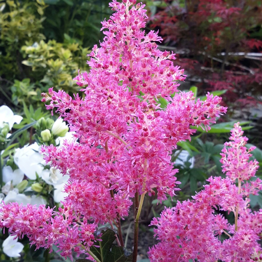 Plant image Astilbe japonica 'Rhineland'