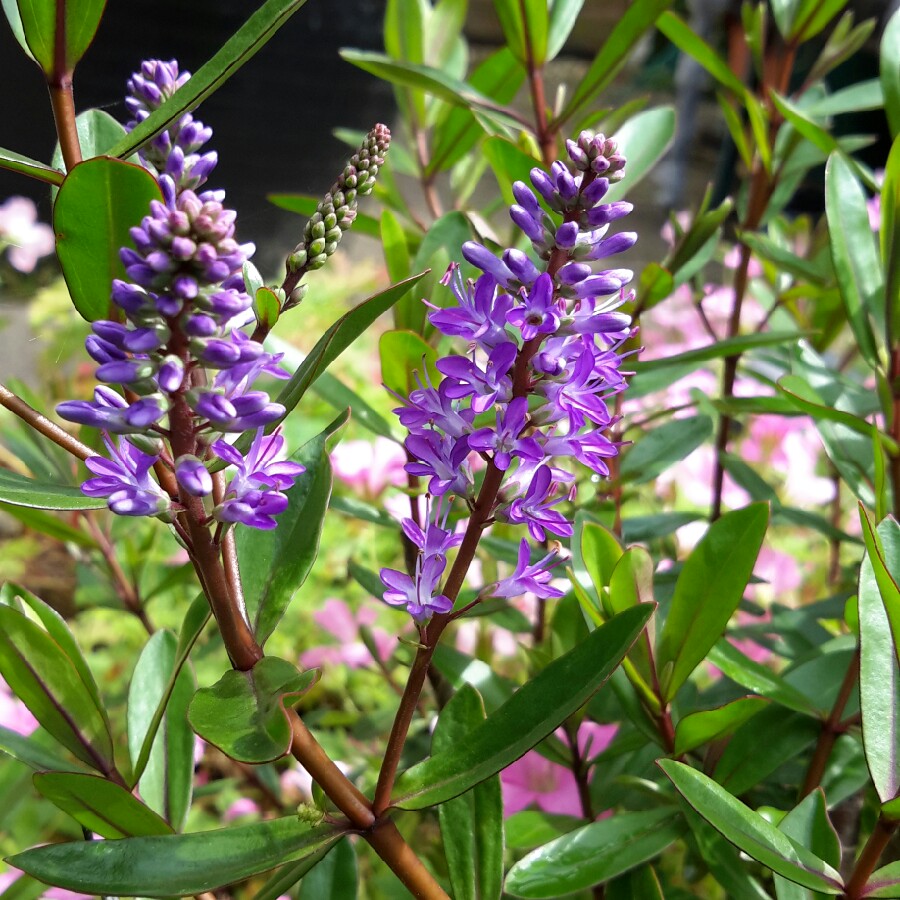 plant image 157466