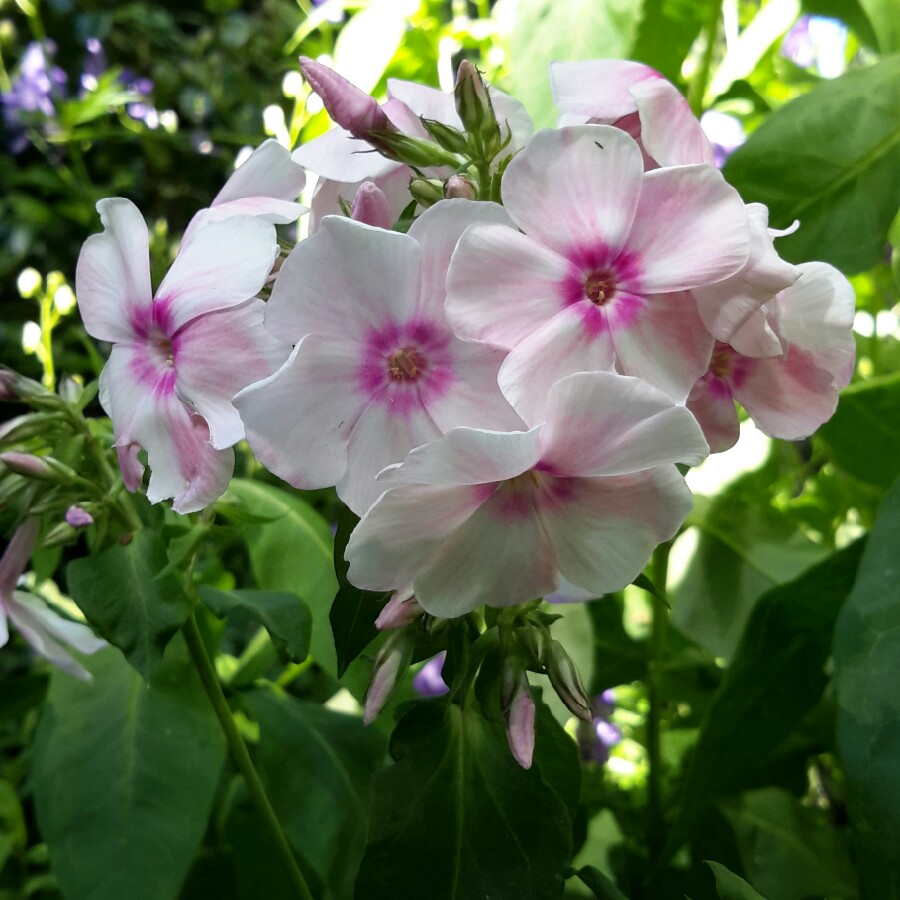 Plant image Phlox Paniculata 'Bright Eyes'