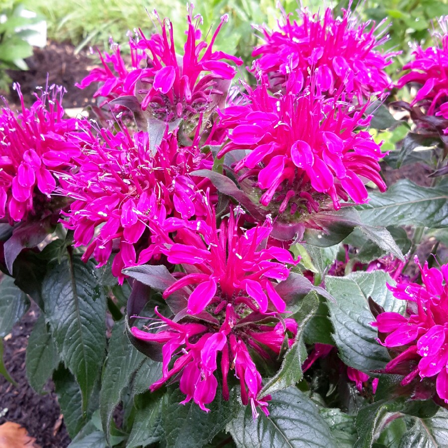 Plant image Monarda Didyma 'Balmy Purple'