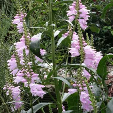 Physostegia virginiana 'Rosea'