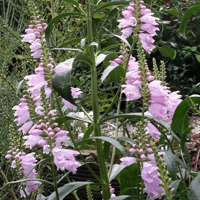 Plant image Physostegia virginiana 'Rosea'