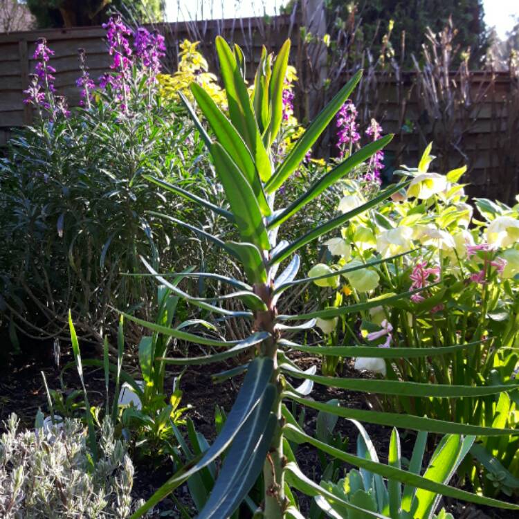 Plant image Euphorbia lathyris