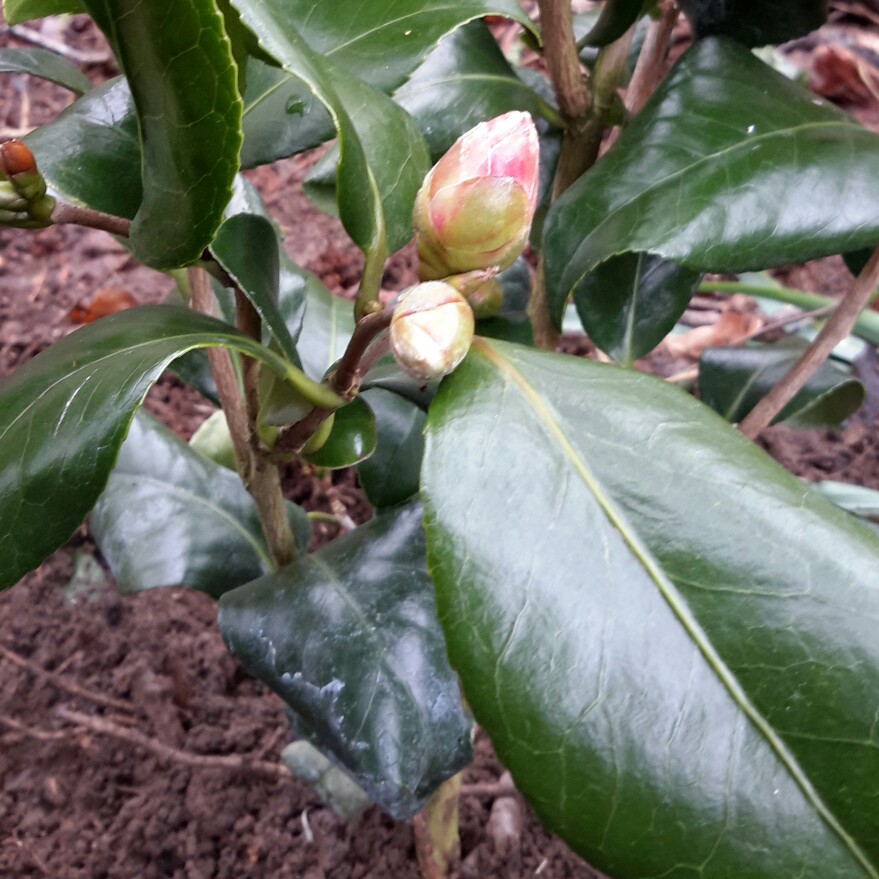 Plant image Camellia japonica 'Ace of Hearts'