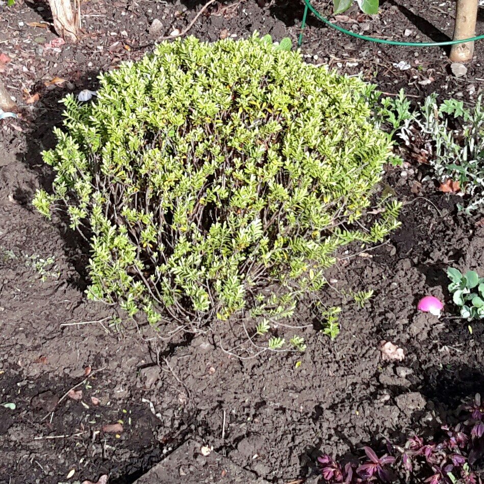 Plant image Hebe 'Emerald Green' syn. Hebe 'Green Globe'