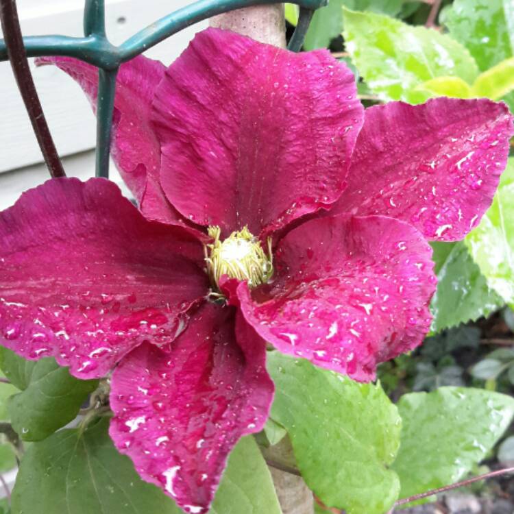 Plant image Clematis 'Niobe'