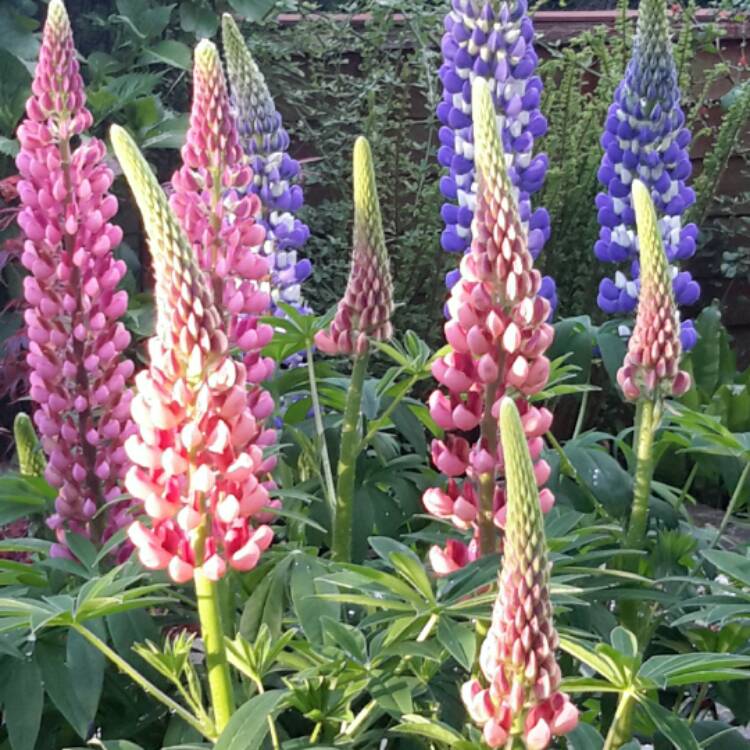 Plant image Lupinus Polyphyllus