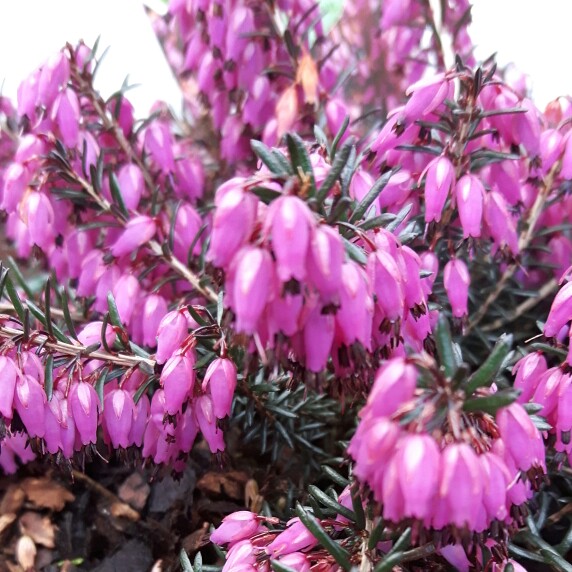 Plant image Erica carnea 'Adrienne Duncan'