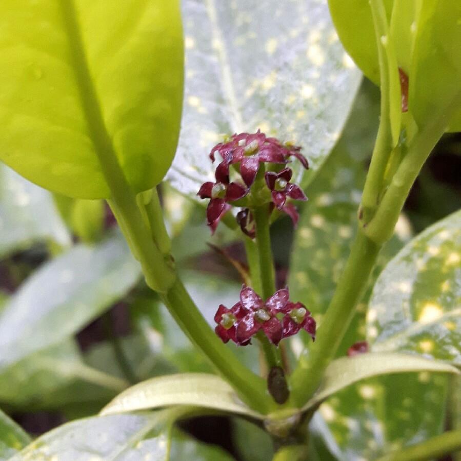 Plant image Aucuba japonica Variegata