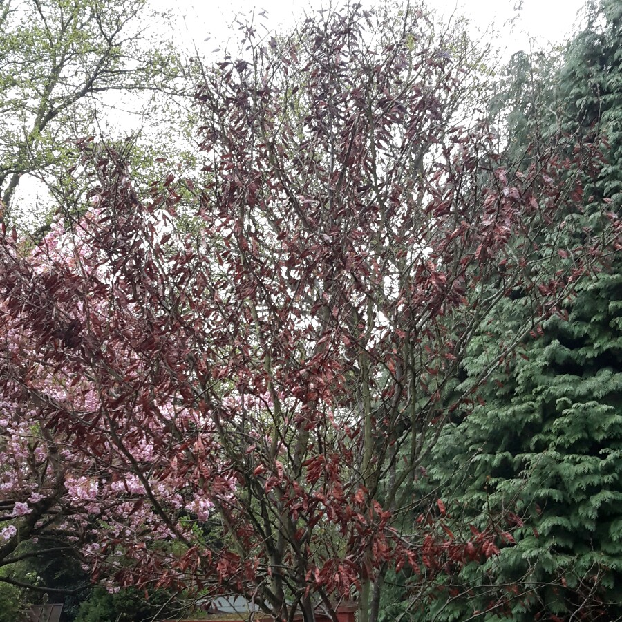 Plant image Cercis siliquastrum