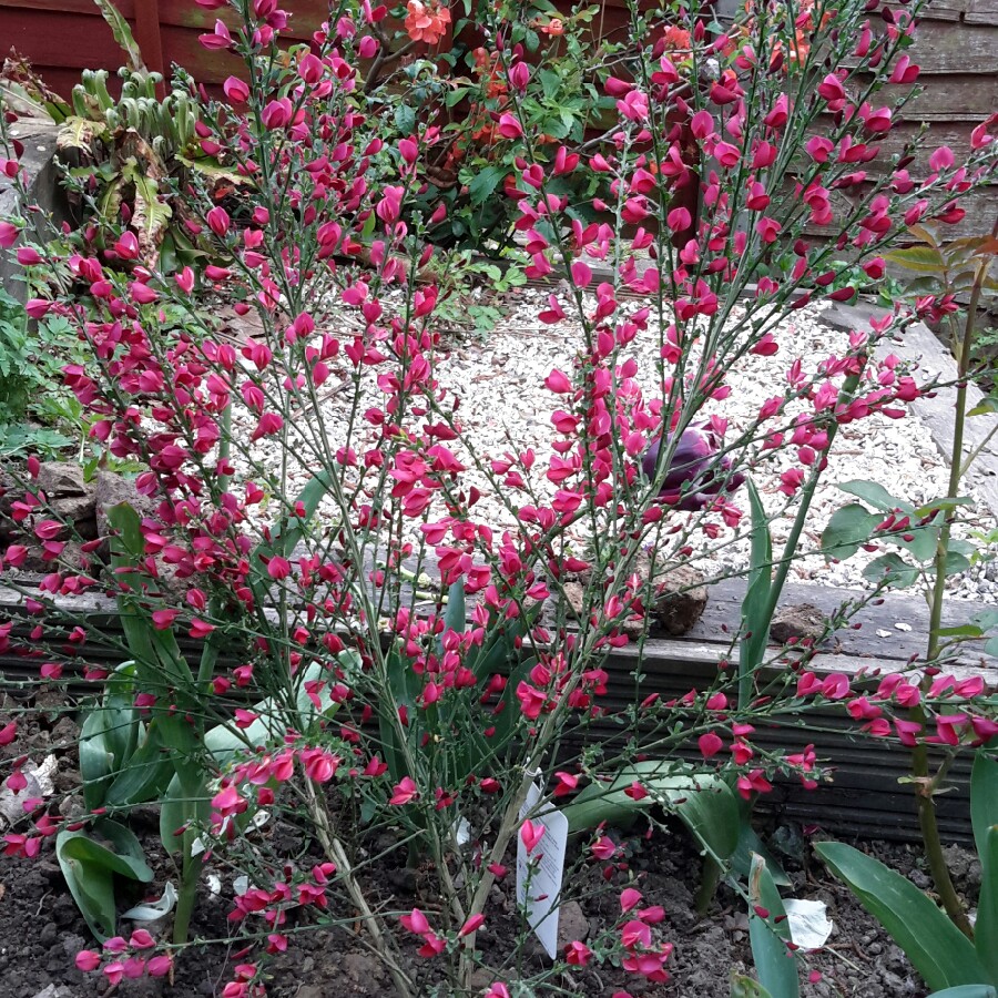 Cytisus x boskoopii 'Boskoop Ruby' syn. Cytisus 'Boskoop Ruby'