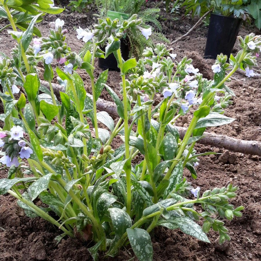 Plant image Pulmonaria 'Opal'