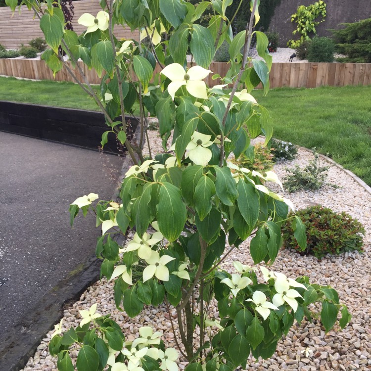 Plant image Cornus kousa 'China Girl'