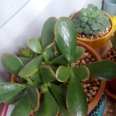 Jade Plant