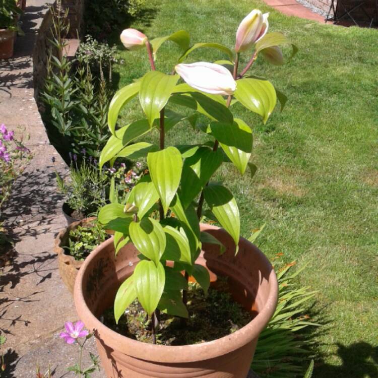 Plant image Lilium candidum