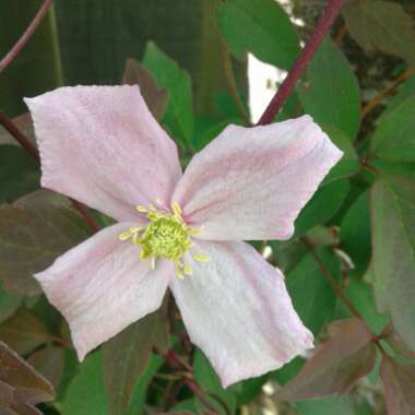 Clematis montana