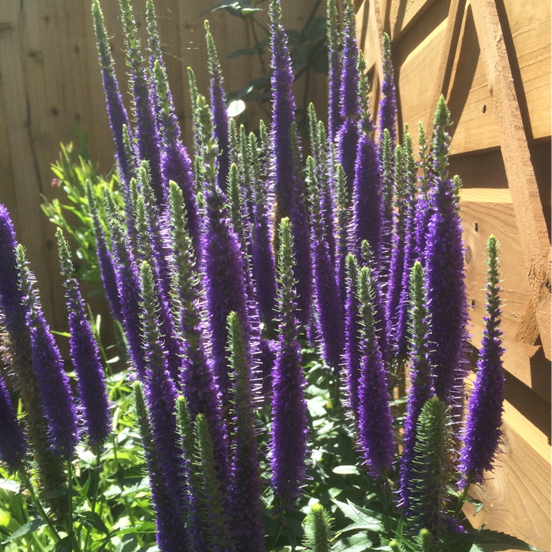 Plant image Veronica spicata 'Yabblu' syn. Veronica spicata 'Inspire Blue'