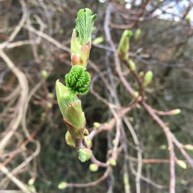 Flowering Currant