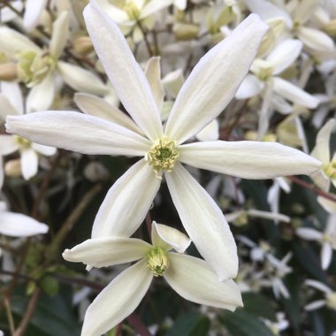 Clematis armandii 'Apple Blossom'