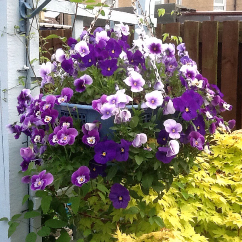 Plant image Viola Odorata 'St Helena'