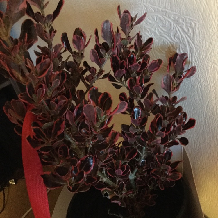 Plant image Coprosma repens 'Pacific Sunrise'