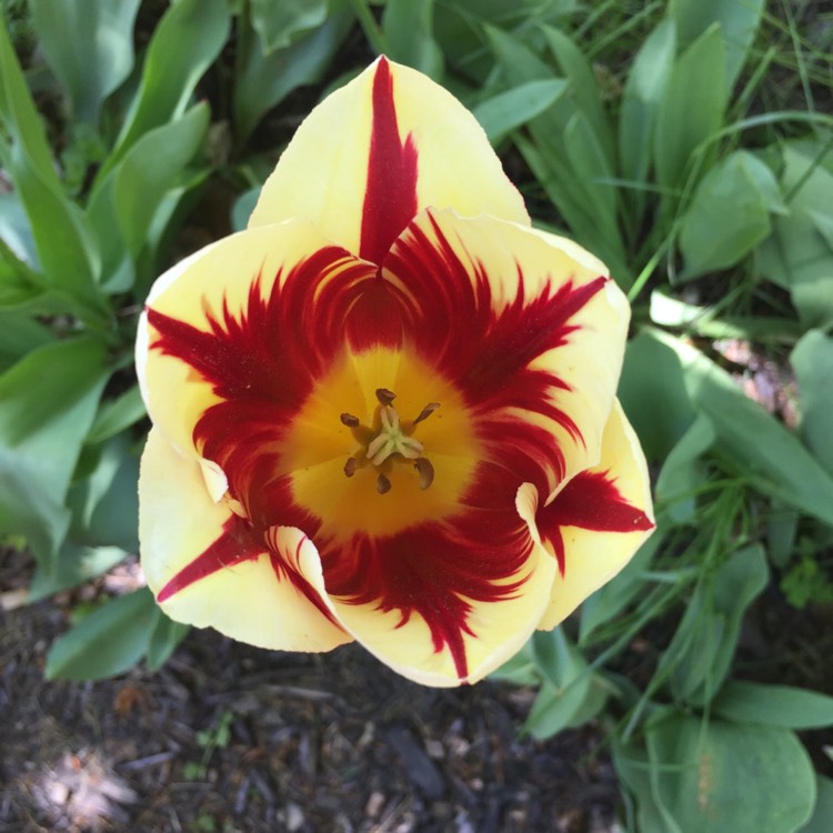 Plant image Tulipa 'Happy Generation' syn. Tulipa 'Canadian Celebration, Tulipa 'Canada 150