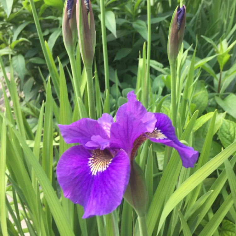 Plant image Iris sibirica 'Tropic Night'