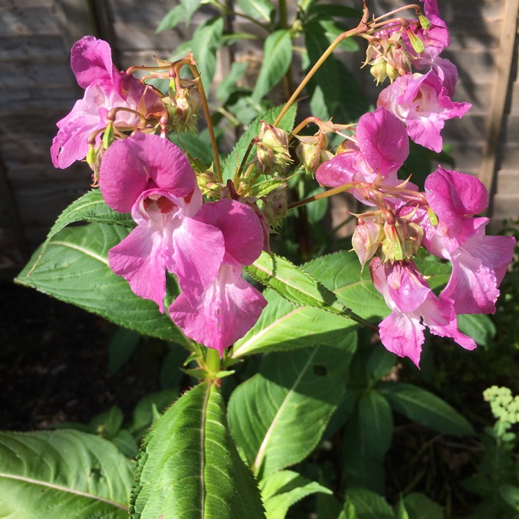 Plant image Impatiens glandulifera