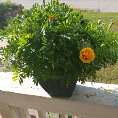 Tagetes