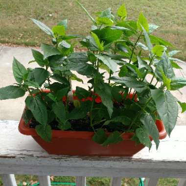 Mirabilis jalapa