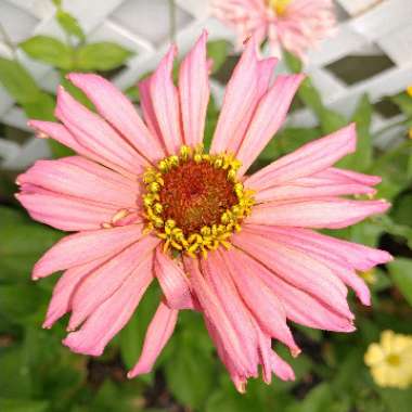 Zinnia elegans