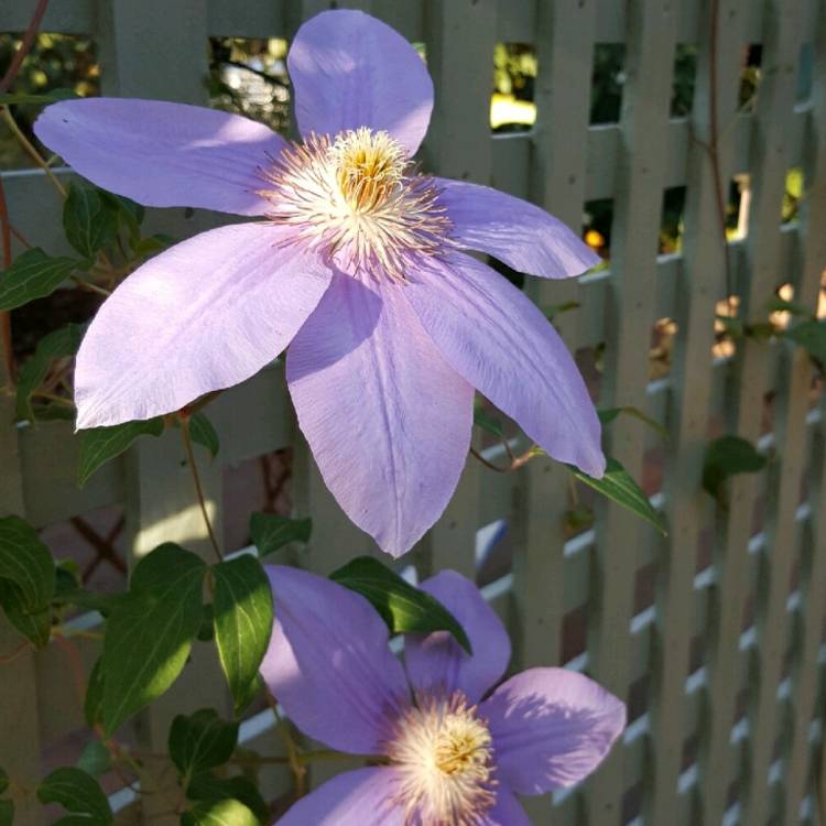 Plant image Clematis 'Beauty Of Richmond'