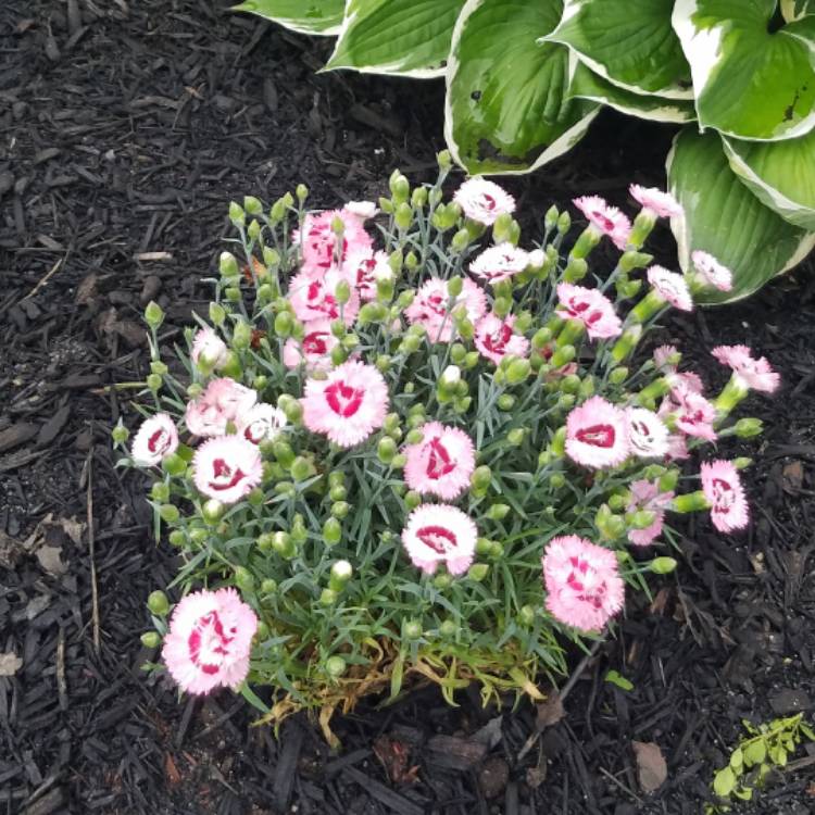 Plant image Dianthus chinensis 'Super Parfait Red Peppermint'