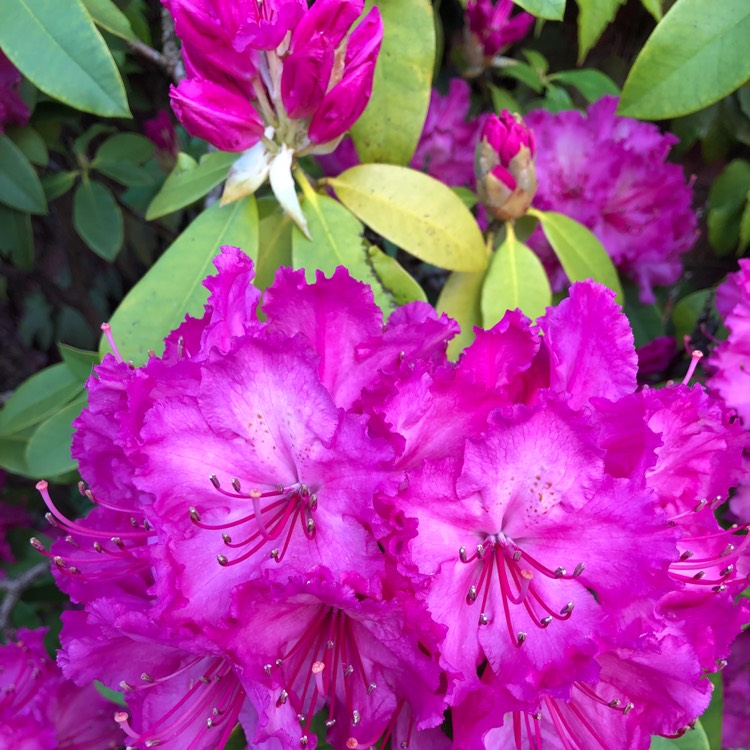 Plant image Rhododendron 'Aglo'