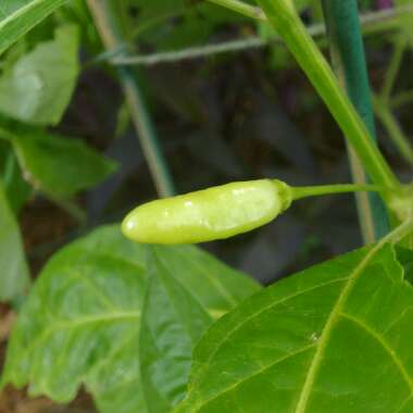 Chilli Pepper' Tabasco'