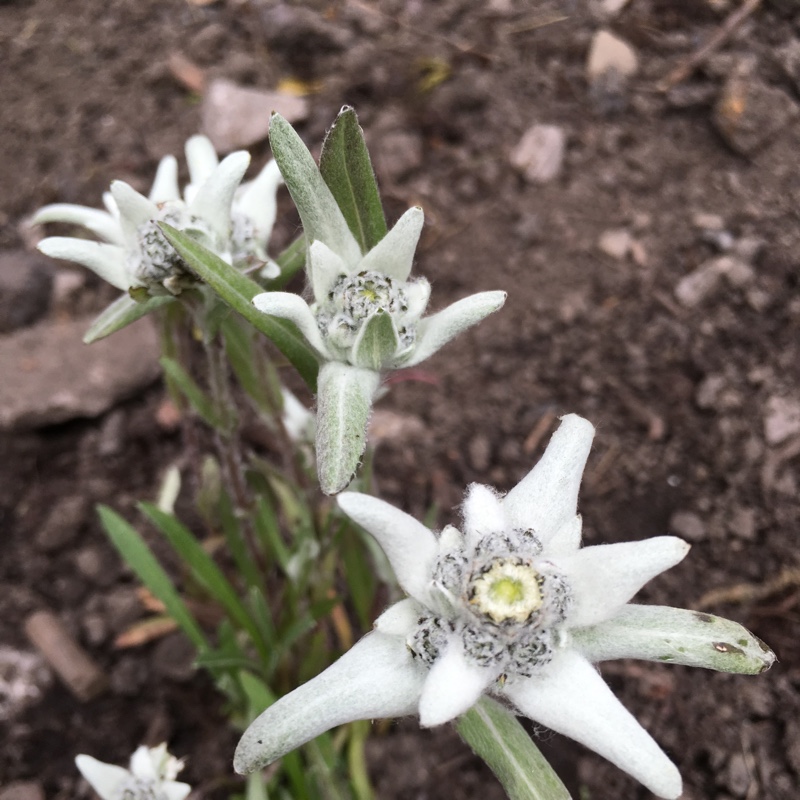 Leontopodium alpinum