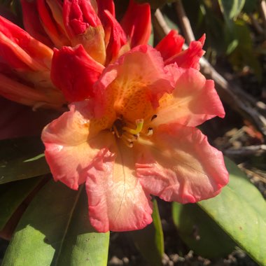 Rhododendron 'Sun Fire'