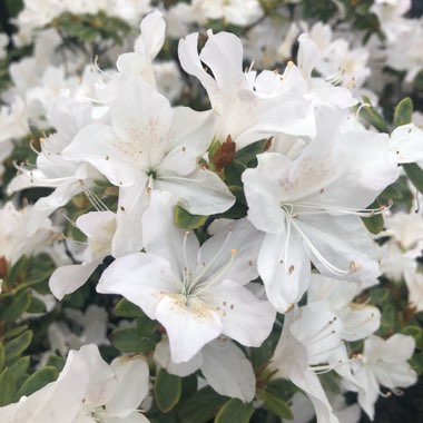 Rhododendron 'Cunninghams White'