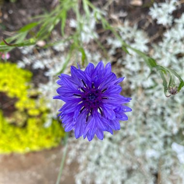 Cornflower