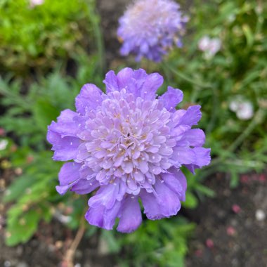 Scabious 'Butterfly Blue'