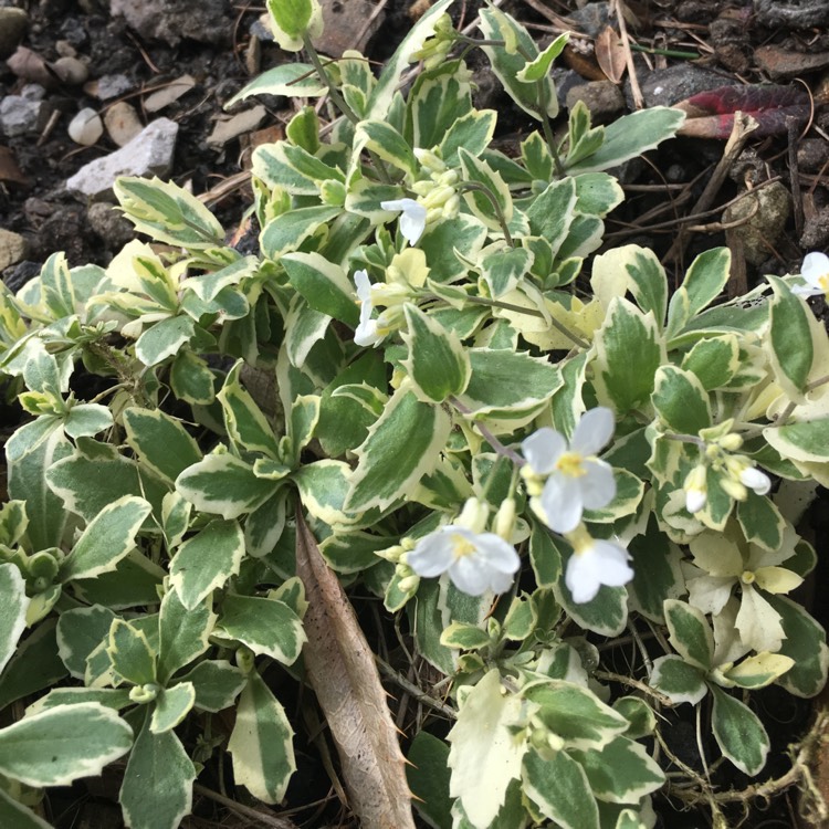 Plant image Arabis Alpina Caucasica Variegata